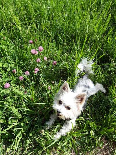 Die Dogorama Monats Challenge "Es grünt und blüht"-Beitrag-Bild