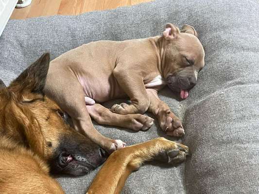 Lustigsten Grimassen von euren Hunden-Beitrag-Bild