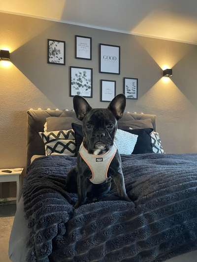 Dogorama Photo Challenge - Portrait-Beitrag-Bild