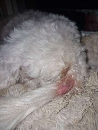 Rute rötlich!-Beitrag-Bild