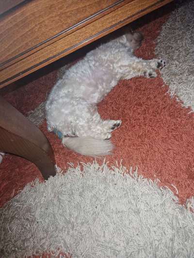 Rute rötlich!-Beitrag-Bild