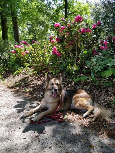 Herdenschutzhunde-Beitrag-Bild