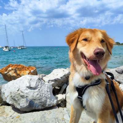 Hundetreffen-Spaziergang in Seevetal