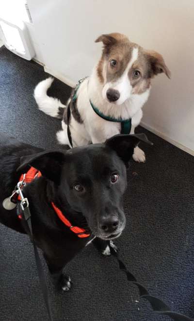 Auslandstierschutz-Beitrag-Bild