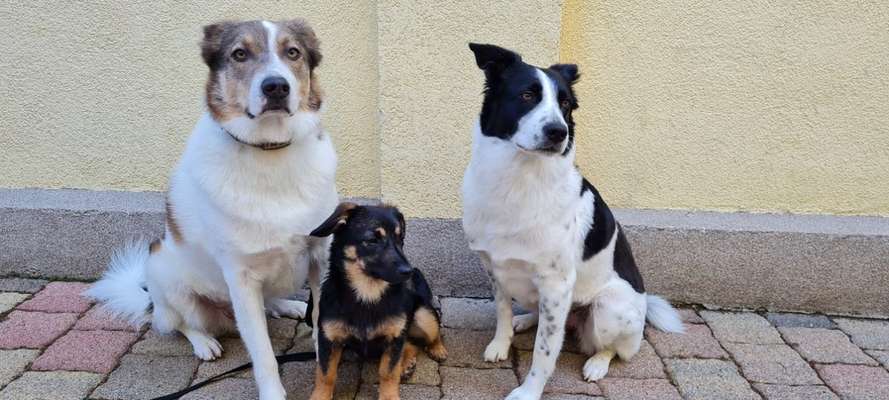 Auslandstierschutz-Beitrag-Bild