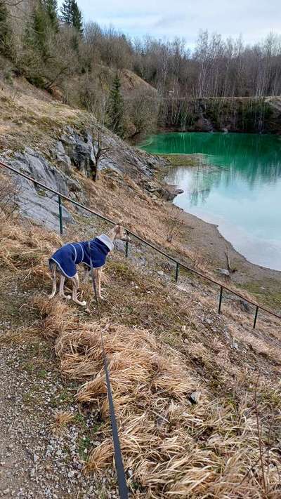 Hundetreffen-Whippet-Bild