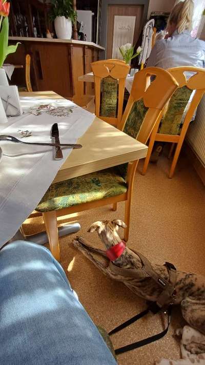 Gehören Hunde ins Restaurant?-Beitrag-Bild