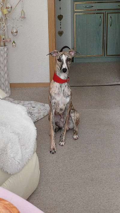 Windhunde - Treffen der besonderen Schönheiten
HERZLICH WILLKOMMEN-Beitrag-Bild