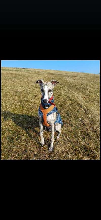 Windhunde - Treffen der besonderen Schönheiten
HERZLICH WILLKOMMEN-Beitrag-Bild