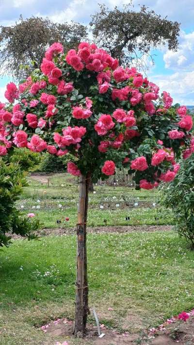 Whippet-Beitrag-Bild