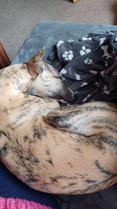 Whippet-Beitrag-Bild