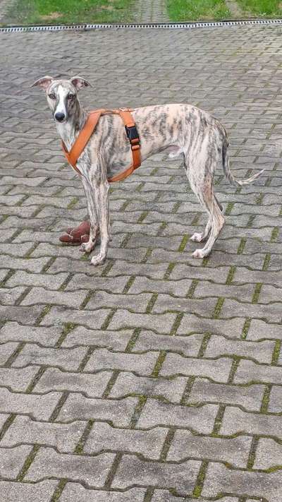 Whippet-Beitrag-Bild