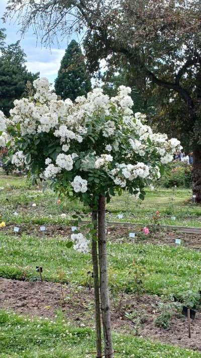 Whippet-Beitrag-Bild