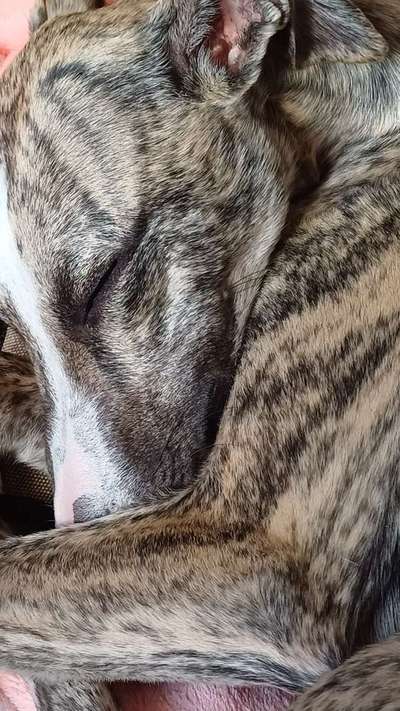 Whippet-Beitrag-Bild