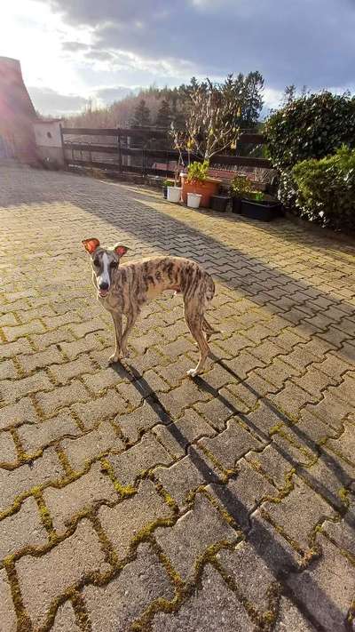 Whippet-Beitrag-Bild