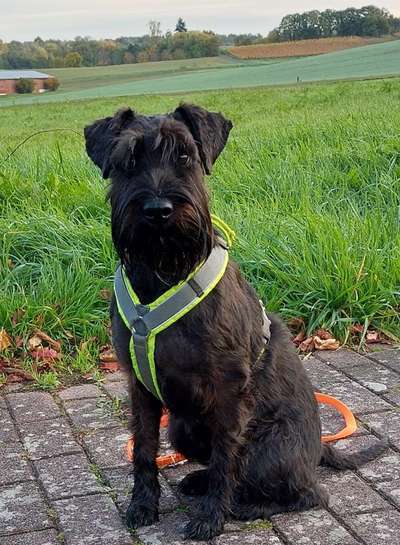 Schnauzer-Beitrag-Bild