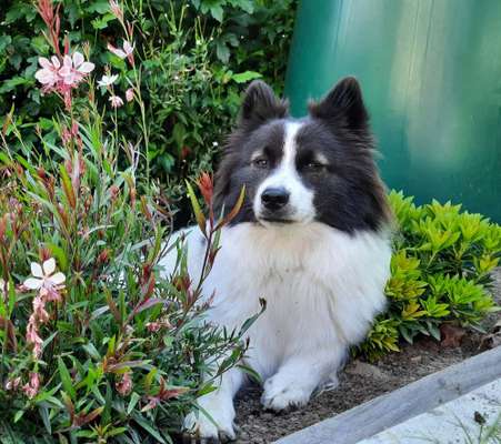 Die Dogorama Kalender Challenge 4/4-Beitrag-Bild