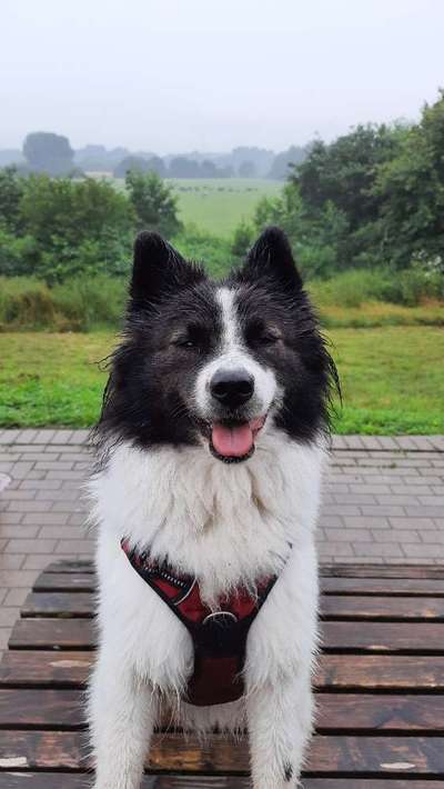 Die Dogorama Wochen Challenge "Spaziergang im Regen"-Beitrag-Bild