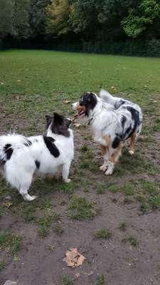 Hundeauslaufgebiet-Moselbachpark-Bild