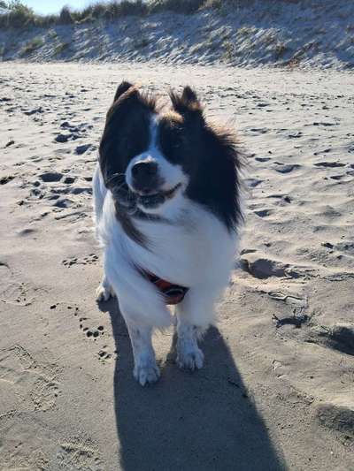 Hund abgegeben, weil Urlaub anstand? Leider kein Witz 😳-Beitrag-Bild