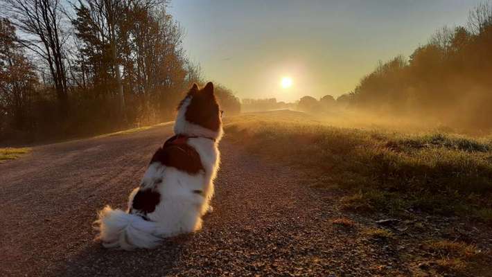 Fotochallenge Nr 55  -  Hund im November--Beitrag-Bild