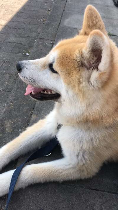 Welpen Bilder !-Beitrag-Bild