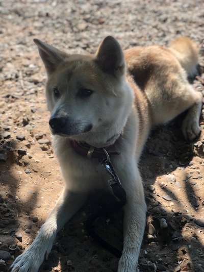 Welpen Bilder !-Beitrag-Bild