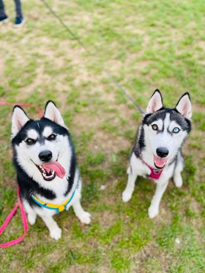 Hundetreffen-Husky treffen-Bild