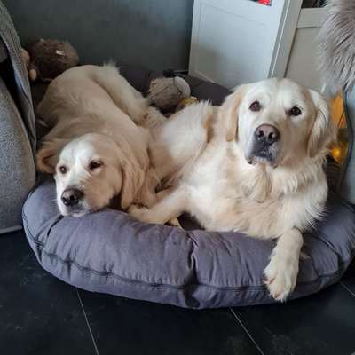 Hundetreffen-2 Goldies suchen neue Kumpels-Profilbild