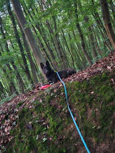 Herdenschutzhunde-Beitrag-Bild