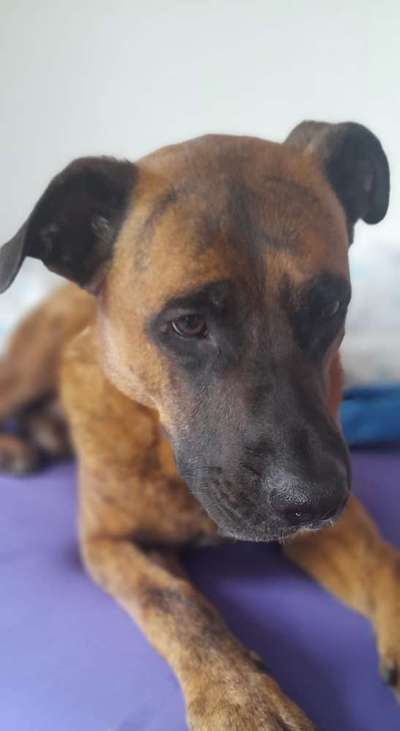 Boxer ???-Beitrag-Bild