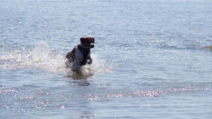 Fotosammlung: ,,Der natürliche Hund" Unbearbeitet, ungestellt und in Natura-Beitrag-Bild