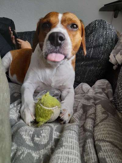 Fotosammlung: ,,Der natürliche Hund" Unbearbeitet, ungestellt und in Natura-Beitrag-Bild