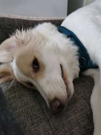 Dogorama Photo Challenge - Einmal lächeln bitte-Beitrag-Bild