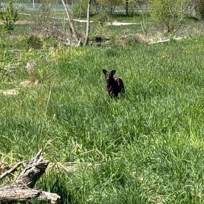 Hundetreffen-Suche Spielpartner für eine super liebe Hündin-Bild