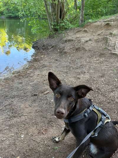 Hundetreffen-Hundewiese in Feucht-Bild