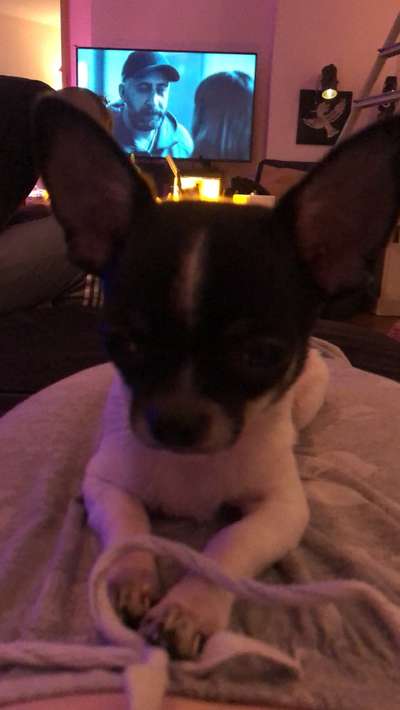 Wo sind die Chihuahua Besitzer ?-Beitrag-Bild