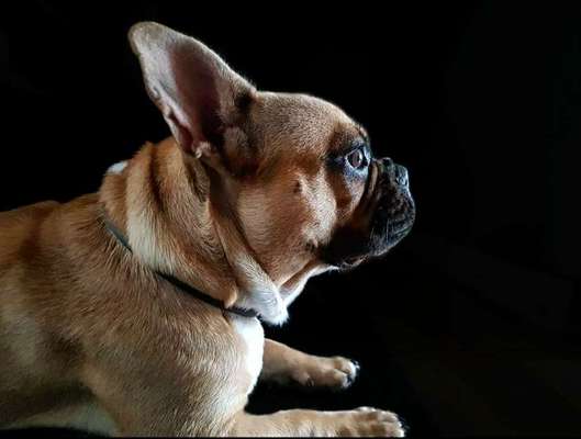 Foto's und Hundemodels-Beitrag-Bild