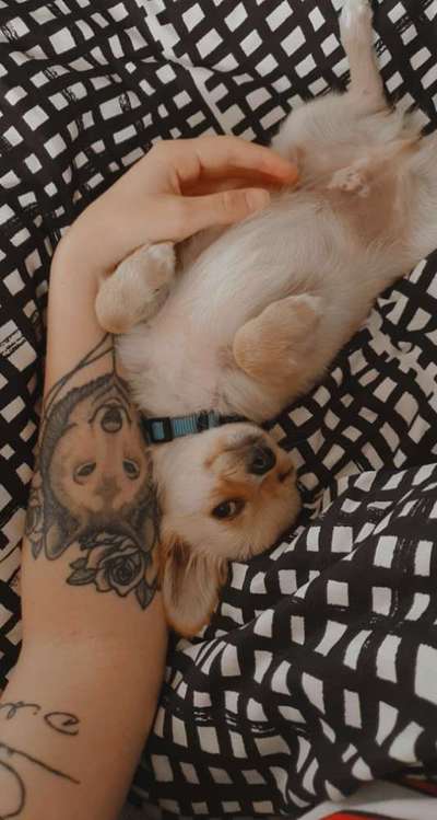 Lustige Bilder-Beitrag-Bild