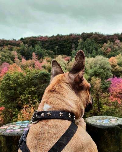 Foto's und Hundemodels-Beitrag-Bild