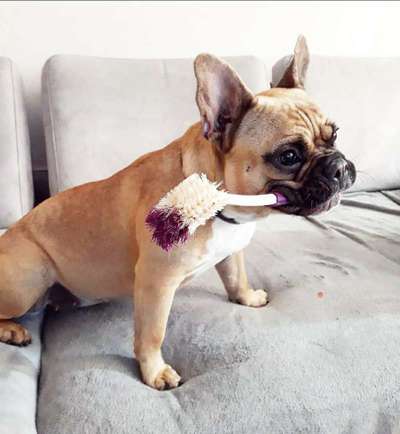 Lustige Bilder-Beitrag-Bild