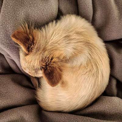 Foto's und Hundemodels-Beitrag-Bild