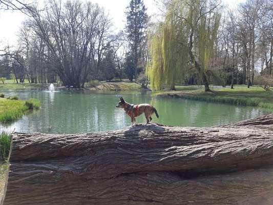 Dein Hund im Dogorama-Kalender 2021-Beitrag-Bild