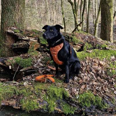 Hundetreffen-Spaziergänge im Wald-Bild