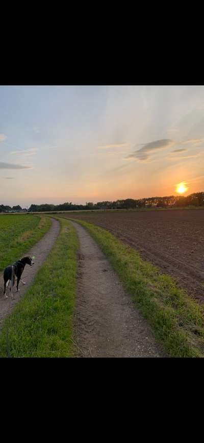 Hundetreffen-Podenco/Windhunde Treffen-Bild