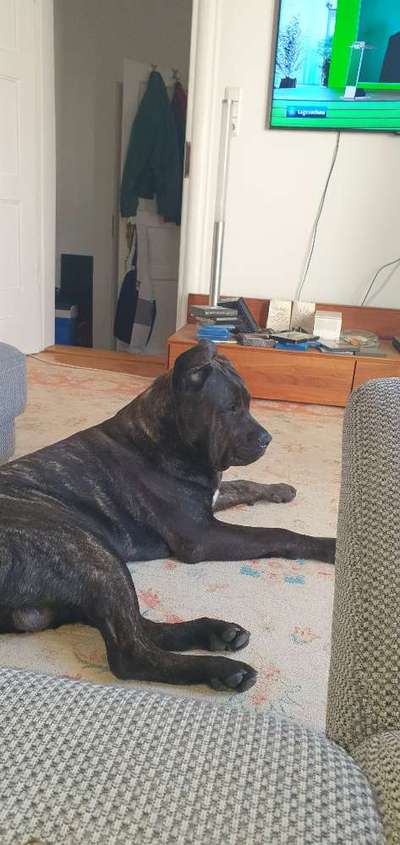 Rassensuche Cane Corso Italiano-Beitrag-Bild