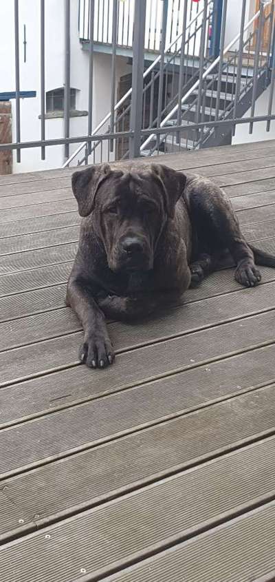 Rassensuche Cane Corso Italiano-Beitrag-Bild