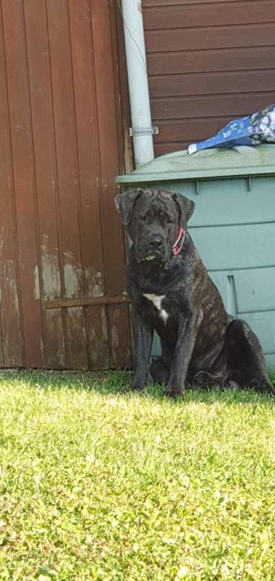 Rassensuche Cane Corso Italiano-Beitrag-Bild