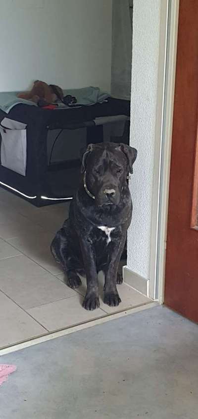 Rassensuche Cane Corso Italiano-Beitrag-Bild