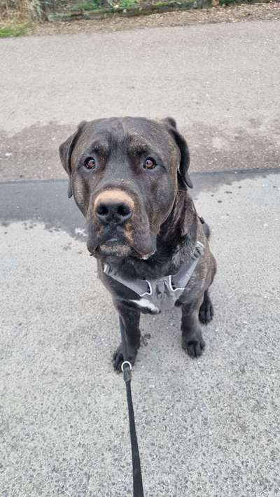 Hundetreffen-Gassi Gefährten gesucht-Bild
